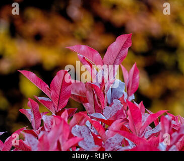 Details der Bäume in Herbstfarben. Photinia fraseri Red Robin Strauch mit Copper Beech Muster hinter. Stockfoto