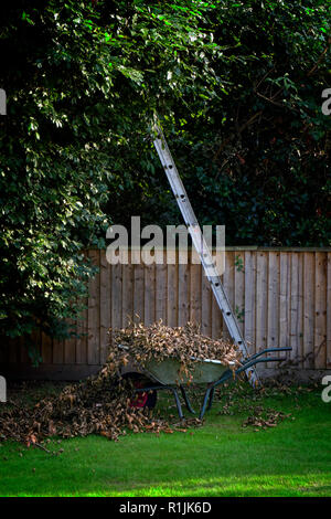Beschneidung der Copper Beech Tree in einem städtischen Garten mit einem ungesicherten Leiter aufgestützt in den Baumkronen. Stockfoto
