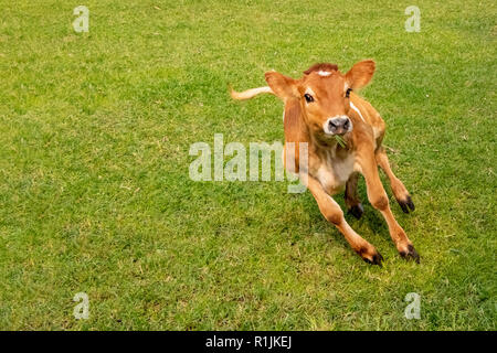 Kuh Kalb Laufen und Springen in der Masse Stockfoto