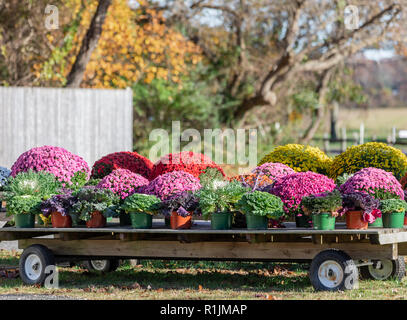 Wagen voller Mamas an einem East Hampton farm stand Stockfoto