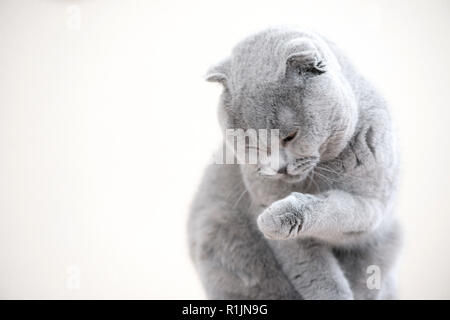 Monochromatic Portrait von einem grauen Außengewinde Scottish Fold Katze namens Humphrey Stockfoto