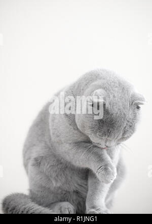 Monochromatic Portrait von einem grauen Außengewinde Scottish Fold Katze namens Humphrey Stockfoto