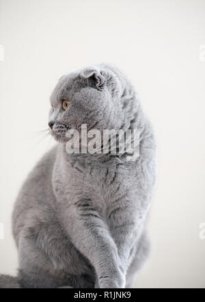 Monochromatic Portrait von einem grauen Außengewinde Scottish Fold Katze namens Humphrey Stockfoto