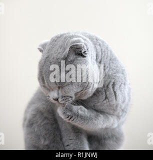 Monochromatic Portrait von einem grauen Außengewinde Scottish Fold Katze namens Humphrey Stockfoto