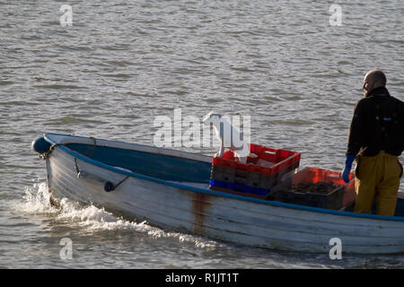 New Quay, Großbritannien, 13. November 2018, UK Wetter: ein kleines Holzboot vorbei mit einem kleinen Hund an Bord am frühen Morgen die Sonne über New Quay in Wales. Credit: Keith Larby/Alamy leben Nachrichten Stockfoto