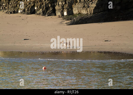 New Quay, Großbritannien, 13. November 2018, UK Wetter: Ein Hund am Strand spazieren am frühen Morgen die Sonne über New Quay in Wales. Credit: Keith Larby/Alamy leben Nachrichten Stockfoto