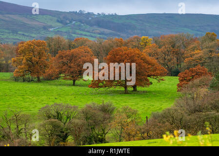 Chipping, Preston, Lancashire. 13. Nov 2018. UK Wetter: Bäume in ihrer vollen Herbst Herrlichkeit in der Nähe von Chipping, Preston, Lancashire im Wald von Bowland. Quelle: John Eveson/Alamy leben Nachrichten Stockfoto