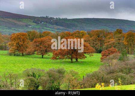 Chipping, Preston, Lancashire. 13. Nov 2018. UK Wetter: Bäume in ihrer vollen Herbst Herrlichkeit in der Nähe von Chipping, Preston, Lancashire im Wald von Bowland. Quelle: John Eveson/Alamy leben Nachrichten Stockfoto