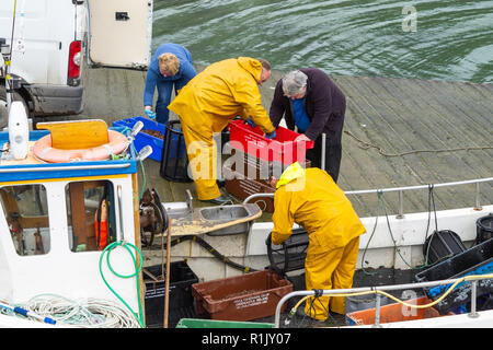 Garnelen fisherman Landung seinen Fang des Tages frische Garnelen in Irland Stockfoto