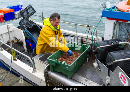 Garnelen fisherman Landung seinen Fang des Tages frische Garnelen in Irland Stockfoto