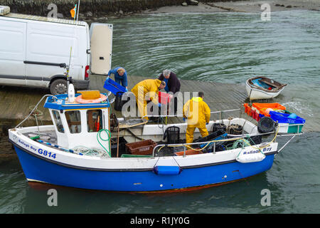 Garnelen fisherman Landung seinen Fang des Tages frische Garnelen in Irland Stockfoto