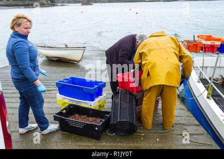 Garnelen fisherman Landung seinen Fang des Tages frische Garnelen in Irland Stockfoto