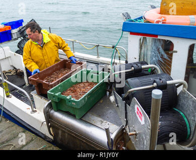 Garnelen fisherman Landung seinen Fang des Tages frische Garnelen in Irland Stockfoto