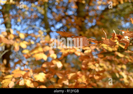 Edwinstowe, Nottinghamshire, UK: 13. November 2018: Die milden Temperaturen und die hellen, sonnigen Bedingungen bringen die Herbst Farbe der mächtigen Eichen von Sherwood Forest. Auch Einheimische und Touristen ankommen das neue Besucherzentrum, die früher in diesem Jahr gebaut wurde, zu besuchen. Credit: Ian Francis/Alamy leben Nachrichten Stockfoto