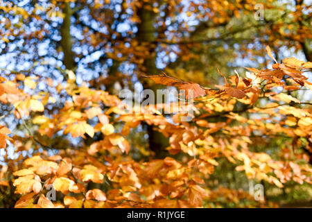 Edwinstowe, Nottinghamshire, UK: 13. November 2018: Die milden Temperaturen und die hellen, sonnigen Bedingungen bringen die Herbst Farbe der mächtigen Eichen von Sherwood Forest. Auch Einheimische und Touristen ankommen das neue Besucherzentrum, die früher in diesem Jahr gebaut wurde, zu besuchen. Credit: Ian Francis/Alamy leben Nachrichten Stockfoto