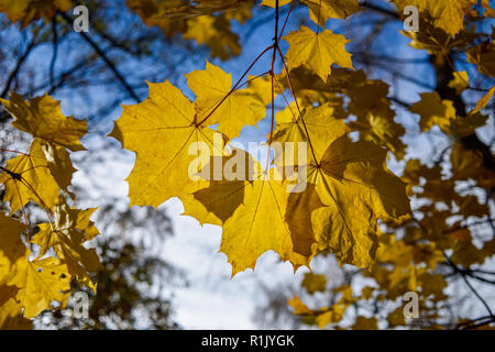 Edwinstowe, Nottinghamshire, UK: 13. November 2018: Die milden Temperaturen und die hellen, sonnigen Bedingungen bringen die Herbst Farbe der mächtigen Eichen von Sherwood Forest. Auch Einheimische und Touristen ankommen das neue Besucherzentrum, die früher in diesem Jahr gebaut wurde, zu besuchen. Credit: Ian Francis/Alamy leben Nachrichten Stockfoto