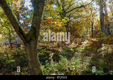 Edwinstowe, Nottinghamshire, UK: 13. November 2018: Die milden Temperaturen und die hellen, sonnigen Bedingungen bringen die Herbst Farbe der mächtigen Eichen von Sherwood Forest. Auch Einheimische und Touristen ankommen das neue Besucherzentrum, die früher in diesem Jahr gebaut wurde, zu besuchen. Credit: Ian Francis/Alamy leben Nachrichten Stockfoto