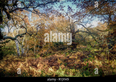 Edwinstowe, Nottinghamshire, UK: 13. November 2018: Die milden Temperaturen und die hellen, sonnigen Bedingungen bringen die Herbst Farbe der mächtigen Eichen von Sherwood Forest. Auch Einheimische und Touristen ankommen das neue Besucherzentrum, die früher in diesem Jahr gebaut wurde, zu besuchen. Credit: Ian Francis/Alamy leben Nachrichten Stockfoto