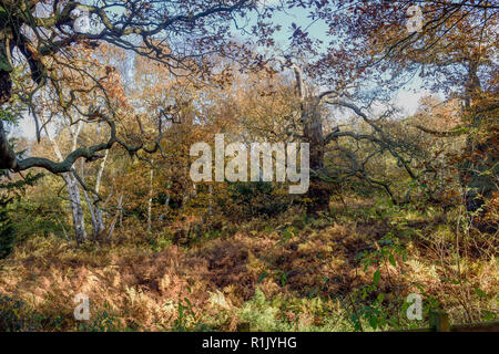 Edwinstowe, Nottinghamshire, UK: 13. November 2018: Die milden Temperaturen und die hellen, sonnigen Bedingungen bringen die Herbst Farbe der mächtigen Eichen von Sherwood Forest. Auch Einheimische und Touristen ankommen das neue Besucherzentrum, die früher in diesem Jahr gebaut wurde, zu besuchen. Credit: Ian Francis/Alamy leben Nachrichten Stockfoto