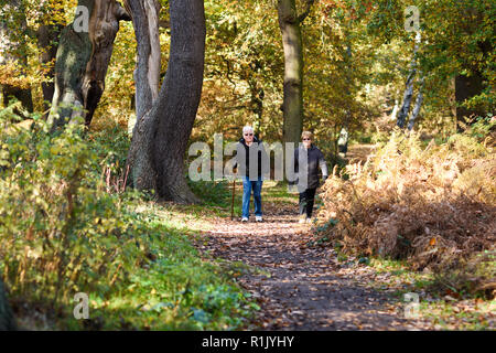 Edwinstowe, Nottinghamshire, UK: 13. November 2018: Die milden Temperaturen und die hellen, sonnigen Bedingungen bringen die Herbst Farbe der mächtigen Eichen von Sherwood Forest. Auch Einheimische und Touristen ankommen das neue Besucherzentrum, die früher in diesem Jahr gebaut wurde, zu besuchen. Credit: Ian Francis/Alamy leben Nachrichten Stockfoto