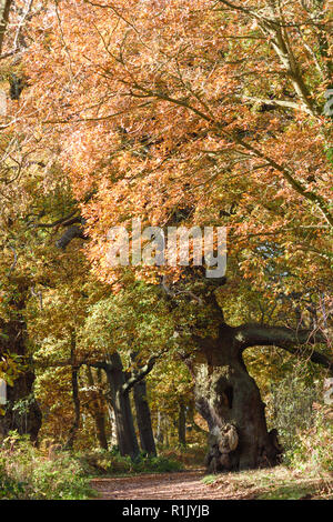 Edwinstowe, Nottinghamshire, UK: 13. November 2018: Die milden Temperaturen und die hellen, sonnigen Bedingungen bringen die Herbst Farbe der mächtigen Eichen von Sherwood Forest. Auch Einheimische und Touristen ankommen das neue Besucherzentrum, die früher in diesem Jahr gebaut wurde, zu besuchen. Credit: Ian Francis/Alamy leben Nachrichten Stockfoto