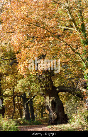 Edwinstowe, Nottinghamshire, UK: 13. November 2018: Die milden Temperaturen und die hellen, sonnigen Bedingungen bringen die Herbst Farbe der mächtigen Eichen von Sherwood Forest. Auch Einheimische und Touristen ankommen das neue Besucherzentrum, die früher in diesem Jahr gebaut wurde, zu besuchen. Credit: Ian Francis/Alamy leben Nachrichten Stockfoto