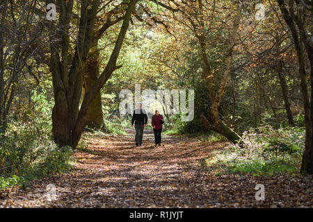 Edwinstowe, Nottinghamshire, UK: 13. November 2018: Die milden Temperaturen und die hellen, sonnigen Bedingungen bringen die Herbst Farbe der mächtigen Eichen von Sherwood Forest. Auch Einheimische und Touristen ankommen das neue Besucherzentrum, die früher in diesem Jahr gebaut wurde, zu besuchen. Credit: Ian Francis/Alamy leben Nachrichten Stockfoto