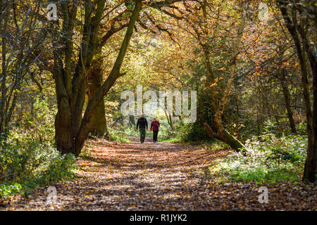 Edwinstowe, Nottinghamshire, UK: 13. November 2018: Die milden Temperaturen und die hellen, sonnigen Bedingungen bringen die Herbst Farbe der mächtigen Eichen von Sherwood Forest. Auch Einheimische und Touristen ankommen das neue Besucherzentrum, die früher in diesem Jahr gebaut wurde, zu besuchen. Credit: Ian Francis/Alamy leben Nachrichten Stockfoto