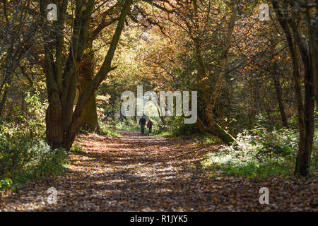 Edwinstowe, Nottinghamshire, UK: 13. November 2018: Die milden Temperaturen und die hellen, sonnigen Bedingungen bringen die Herbst Farbe der mächtigen Eichen von Sherwood Forest. Auch Einheimische und Touristen ankommen das neue Besucherzentrum, die früher in diesem Jahr gebaut wurde, zu besuchen. Credit: Ian Francis/Alamy leben Nachrichten Stockfoto