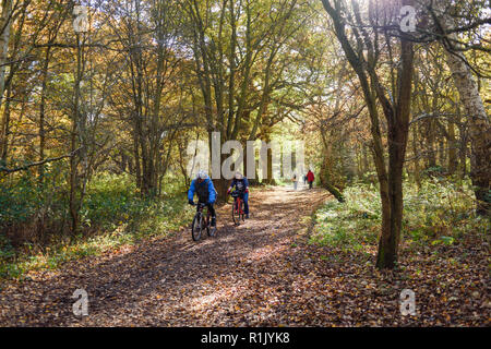 Edwinstowe, Nottinghamshire, UK: 13. November 2018: Die milden Temperaturen und die hellen, sonnigen Bedingungen bringen die Herbst Farbe der mächtigen Eichen von Sherwood Forest. Auch Einheimische und Touristen ankommen das neue Besucherzentrum, die früher in diesem Jahr gebaut wurde, zu besuchen. Credit: Ian Francis/Alamy leben Nachrichten Stockfoto