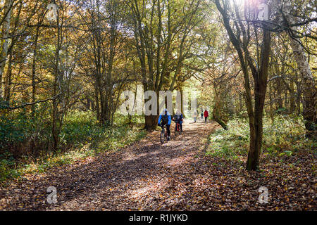 Edwinstowe, Nottinghamshire, UK: 13. November 2018: Die milden Temperaturen und die hellen, sonnigen Bedingungen bringen die Herbst Farbe der mächtigen Eichen von Sherwood Forest. Auch Einheimische und Touristen ankommen das neue Besucherzentrum, die früher in diesem Jahr gebaut wurde, zu besuchen. Credit: Ian Francis/Alamy leben Nachrichten Stockfoto