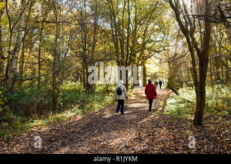 Edwinstowe, Nottinghamshire, UK: 13. November 2018: Die milden Temperaturen und die hellen, sonnigen Bedingungen bringen die Herbst Farbe der mächtigen Eichen von Sherwood Forest. Auch Einheimische und Touristen ankommen das neue Besucherzentrum, die früher in diesem Jahr gebaut wurde, zu besuchen. Credit: Ian Francis/Alamy leben Nachrichten Stockfoto