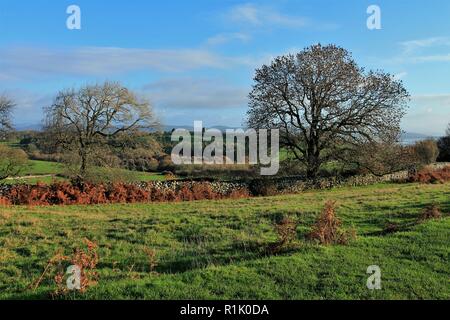 Cumbria GROSSBRITANNIEN. 13. November 2018. UK Wetter. Sonnenschein und Duschen von birkrigg Gemeinsamen in der Nähe von Ulverston. Kredit c Halle/Alamy Leben Nachrichten. Stockfoto