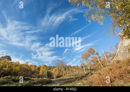 Kidderminster, Großbritannien. 13. November 2018. UK Wetter: es gibt wunderschöne blaue Himmel und Licht wispy cirrus Wolken Worcestershire heute mit vielen Menschen zu Fuß in den Park und genießen Sie den goldenen Herbst Farben auf dem Display. Quelle: Lee Hudson/Alamy leben Nachrichten Stockfoto