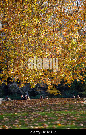 St James's Park, London, UK. 13. November 2018. Herbst in der Londoner St. James's Park entfernt. Quelle: Matthew Chattle/Alamy leben Nachrichten Stockfoto