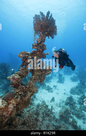 Rotes Meer, Abu Dabab, Marsa Alam, Ägypten, Afrika. 1 Aug, 2018. Weibliche Scuba diver Blick auf Coral Säule Credit: Andrey Nekrasov/ZUMA Draht/Alamy leben Nachrichten Stockfoto