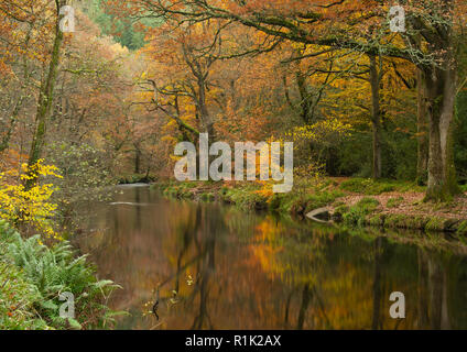 Teign Schlucht, 13. November 2018. UK Wetter: schöne herbstliche Farben entlang den Ufern des Flusses Teign. Die goldenen Tönen der Laub sind im Fluss auf einer hellen und warmen herbstlichen Tag wider. Credit: Celia McMahon/Alamy Leben Nachrichten. Stockfoto