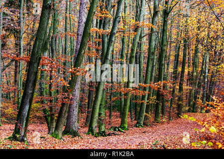 Buche (Fagus sylvatica). Bunte Blätter im Wald, herbstliche Eindrücke. Foto: Vibrant Pictures/Alamy Live News Stockfoto