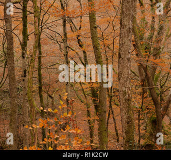 Teign Schlucht, Devon, 13. November 2018. UK Wetter: Der Wald Bäume haben begonnen, ihre goldenen herbstlichen Laub zu verschütten, nach einer Woche von starken Winden und sintflutartige Regenfälle. Wärmeres Wetter Prognose vor Temperaturen am Ende der Woche fallen. Credit: Celia McMahon/Alamy leben Nachrichten Stockfoto