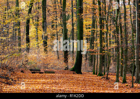 Buche (Fagus sylvatica). Bunte Blätter im Wald, herbstliche Eindrücke. Foto: Vibrant Pictures/Alamy Live News Stockfoto