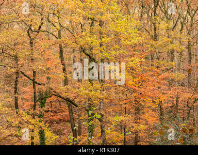 Teign Schlucht, Devon, 13. November 2018. UK Wetter: Der Wald Bäume haben begonnen, ihre goldenen herbstlichen Laub zu verschütten, nach einer Woche von starken Winden und sintflutartige Regenfälle. Wärmeres Wetter Prognose vor Temperaturen am Ende der Woche fallen. Credit: Celia McMahon/Alamy leben Nachrichten Stockfoto