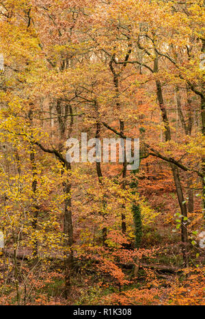 Teign Schlucht, Devon, 13. November 2018. UK Wetter: Der Wald Bäume haben begonnen, ihre goldenen herbstlichen Laub zu verschütten, nach einer Woche von starken Winden und sintflutartige Regenfälle. Wärmeres Wetter Prognose vor Temperaturen am Ende der Woche fallen. Credit: Celia McMahon/Alamy leben Nachrichten Stockfoto