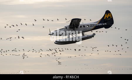 Richmond, British Columbia, Kanada. 13 Nov, 2018. Ein Harbour Air DHC-3 T Otter (C-GOPP) fliegt um eine Herde von Migration Schnee Gänse, um auf den Fraser River an der mit dem Wasserflugzeug von Vancouver International Airport zu landen. Credit: bayne Stanley/ZUMA Draht/Alamy leben Nachrichten Stockfoto