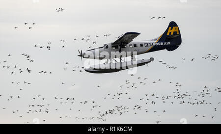 Richmond, British Columbia, Kanada. 13 Nov, 2018. Ein Harbour Air DHC-3 T Otter (C-GOPP) fliegt um eine Herde von Migration Schnee Gänse, um auf den Fraser River an der mit dem Wasserflugzeug von Vancouver International Airport zu landen. Credit: bayne Stanley/ZUMA Draht/Alamy leben Nachrichten Stockfoto