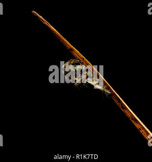 Makroaufnahme der Toten Insekt auf einem gelben Blatt Stockfoto