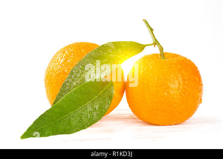 Mandarinen mit Blättern und Wassertropfen auf weißen Hintergrund Holz, Nahaufnahme mit Sonnenschein zwischen den beiden Früchte und Blätter Stockfoto