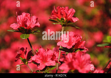 Rosa blossing bunte Blumen im Frühling. Stockfoto
