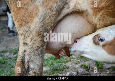 Die Jungen gesäugt Kalb am Euter der Kuh, Nahaufnahme, Stockfoto