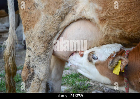 Die Jungen gesäugt Kalb am Euter der Kuh, Nahaufnahme, Stockfoto