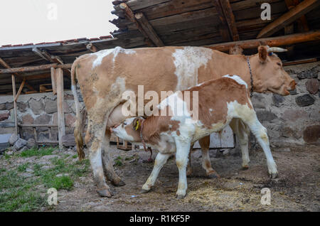 Die Jungen gesäugt Kalb am Euter der Kuh, Nahaufnahme, Stockfoto